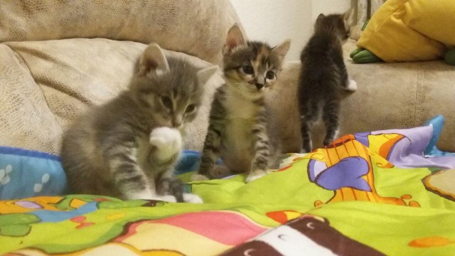 Коты и Кошки