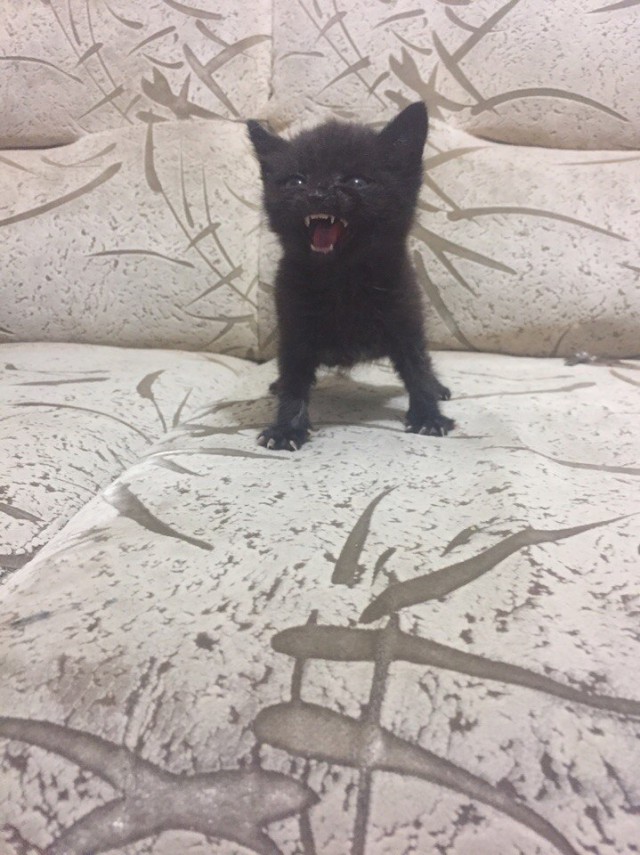 Коты и Кошки