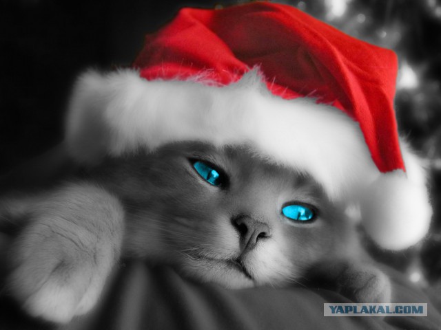 Котовторник!