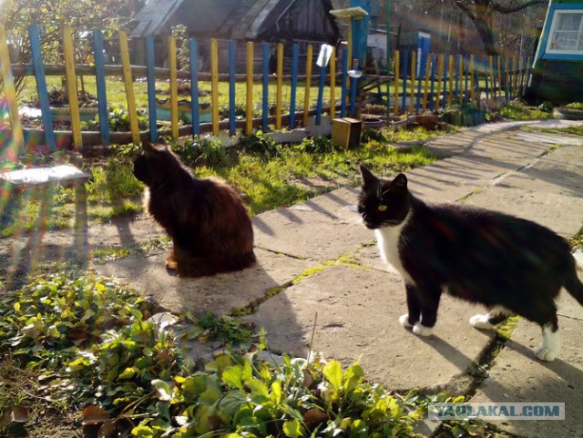 Котовторник 16.01.2018