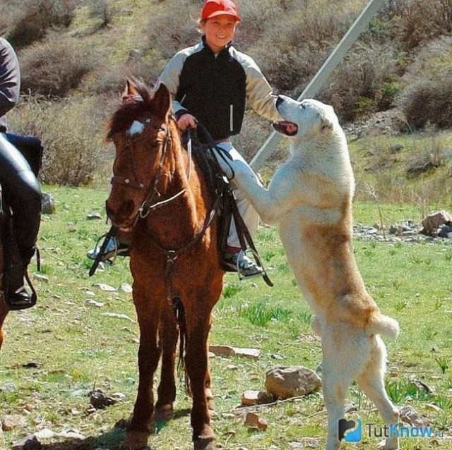 Алабай