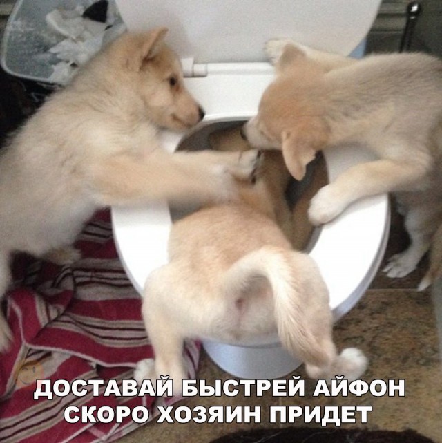 Нестандартный юмор