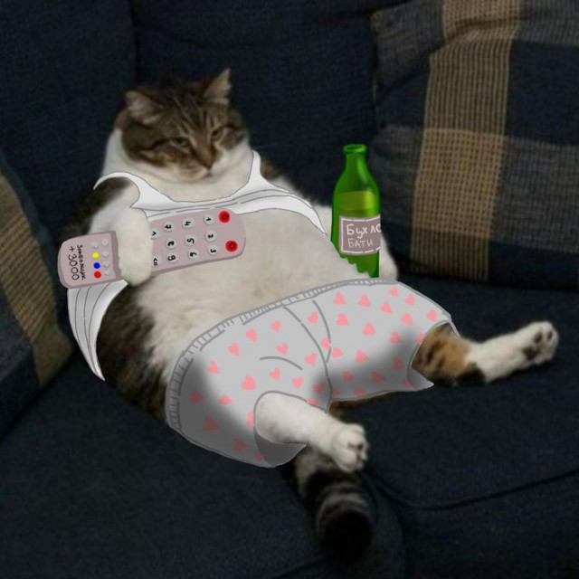 Фотобомбы котов