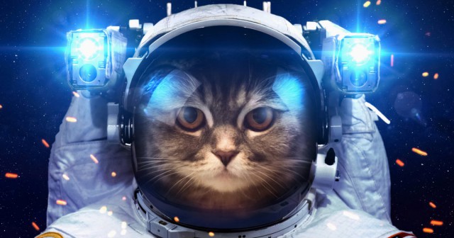 Боевые коты