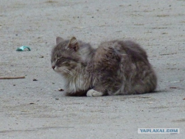 Котовторник