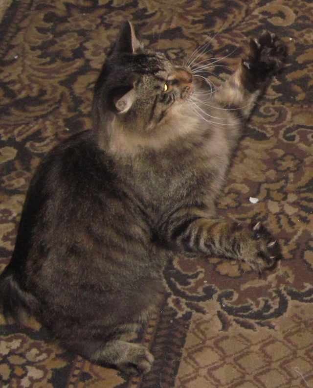 Котовторник так котовторник!