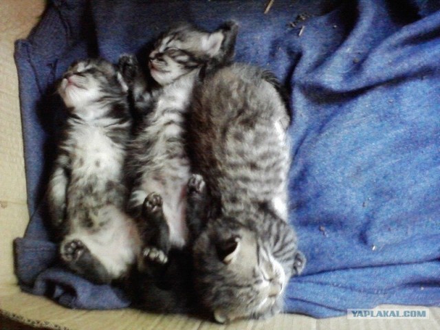 Котовторник 1.11.11