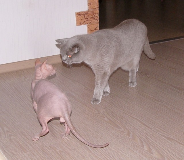 Котовторник 22.11.11