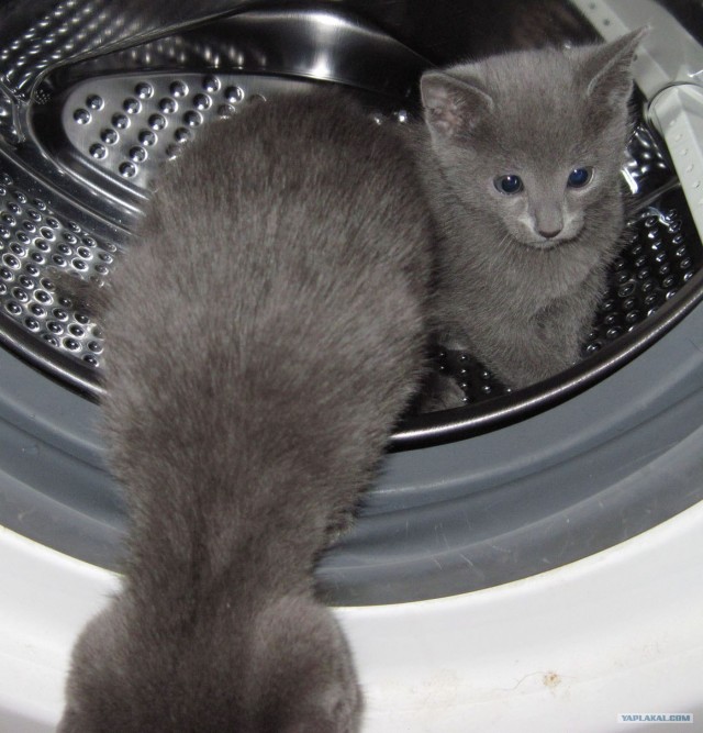 Котовторник (14.02.2012)