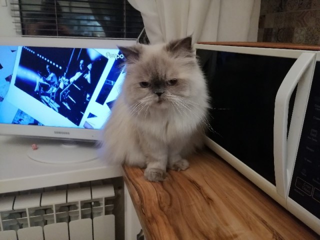 Давайте по котикам, которые с нами на самоизоляции