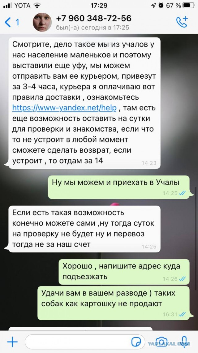 Мошенники на продаже щенков