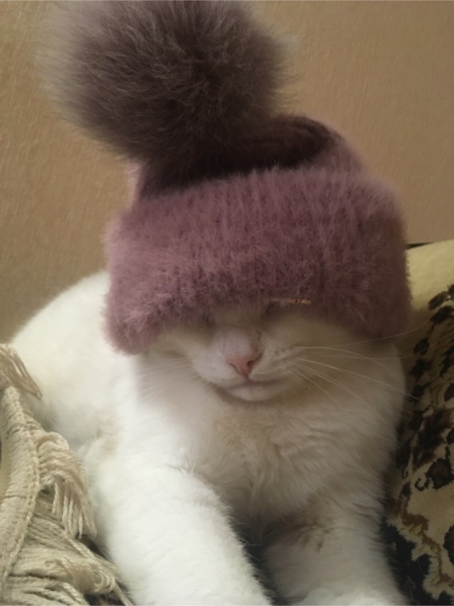 Котовторник!