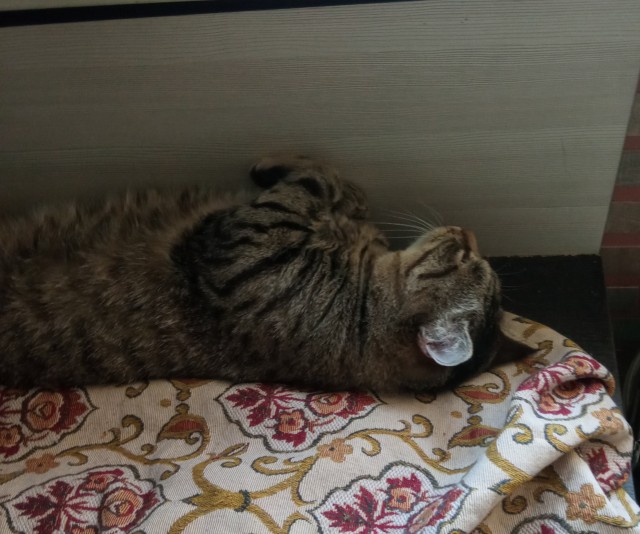 Котовторник же очередной