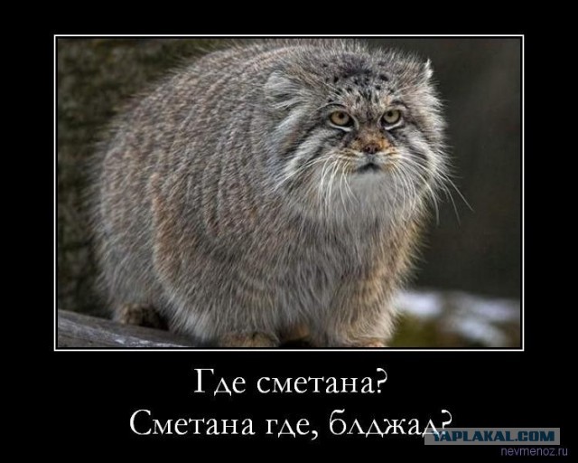 Котю дразнят