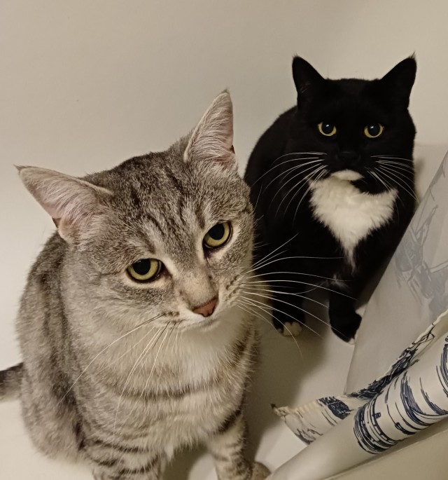 Котовторниковское