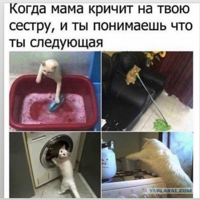 Веселые картинки и видосики