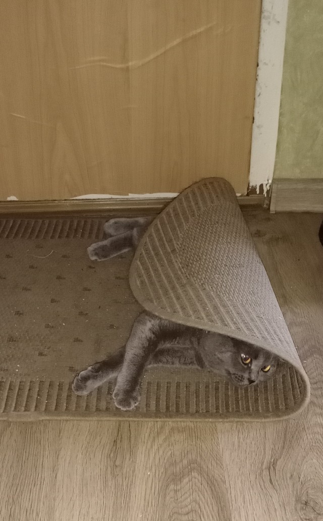 Покупаешь коту дорогую и красивую "лежанку", а он...