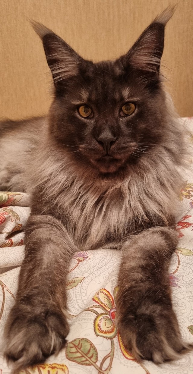 К котовторнику
