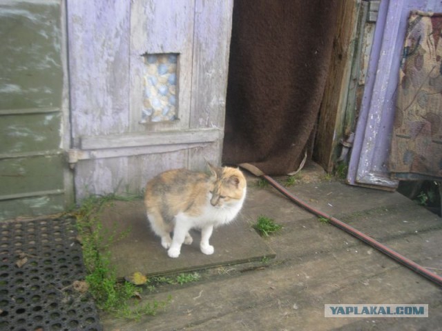 Жизнь домашнего приюта для котеек 418