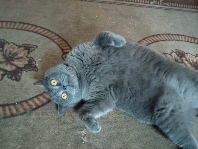 Начинаем котовторник.