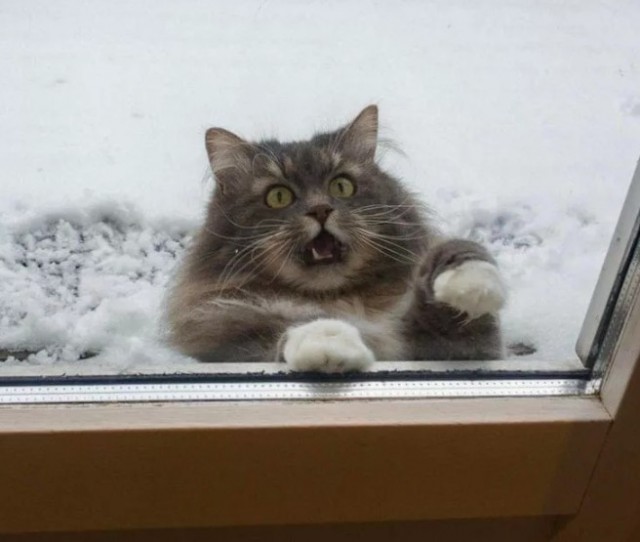 Котики из снега и котики на снегу