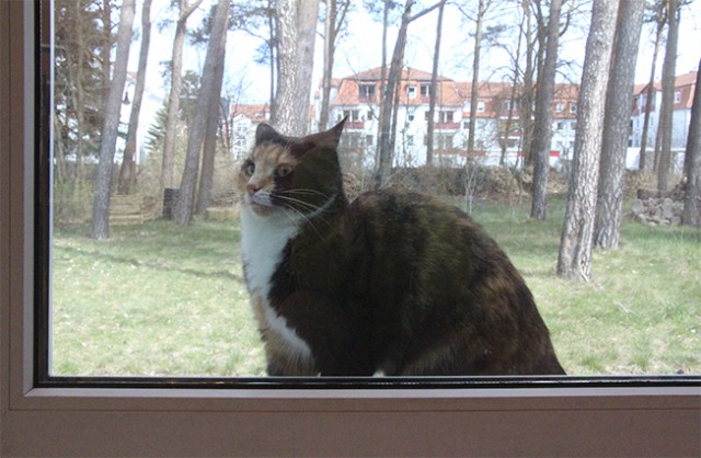 Котовторник  07.05.2013