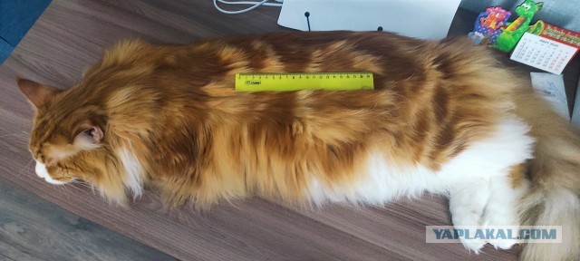 Из крошки в великана: котенок мейн-куна вырос и стал гигантом