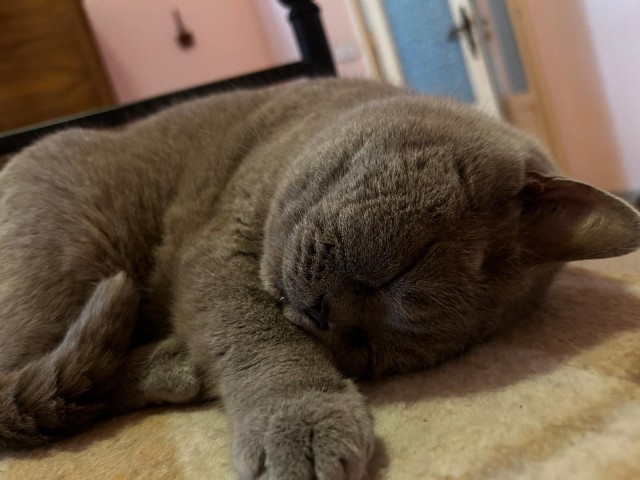 Принимайте в собратья, которабы