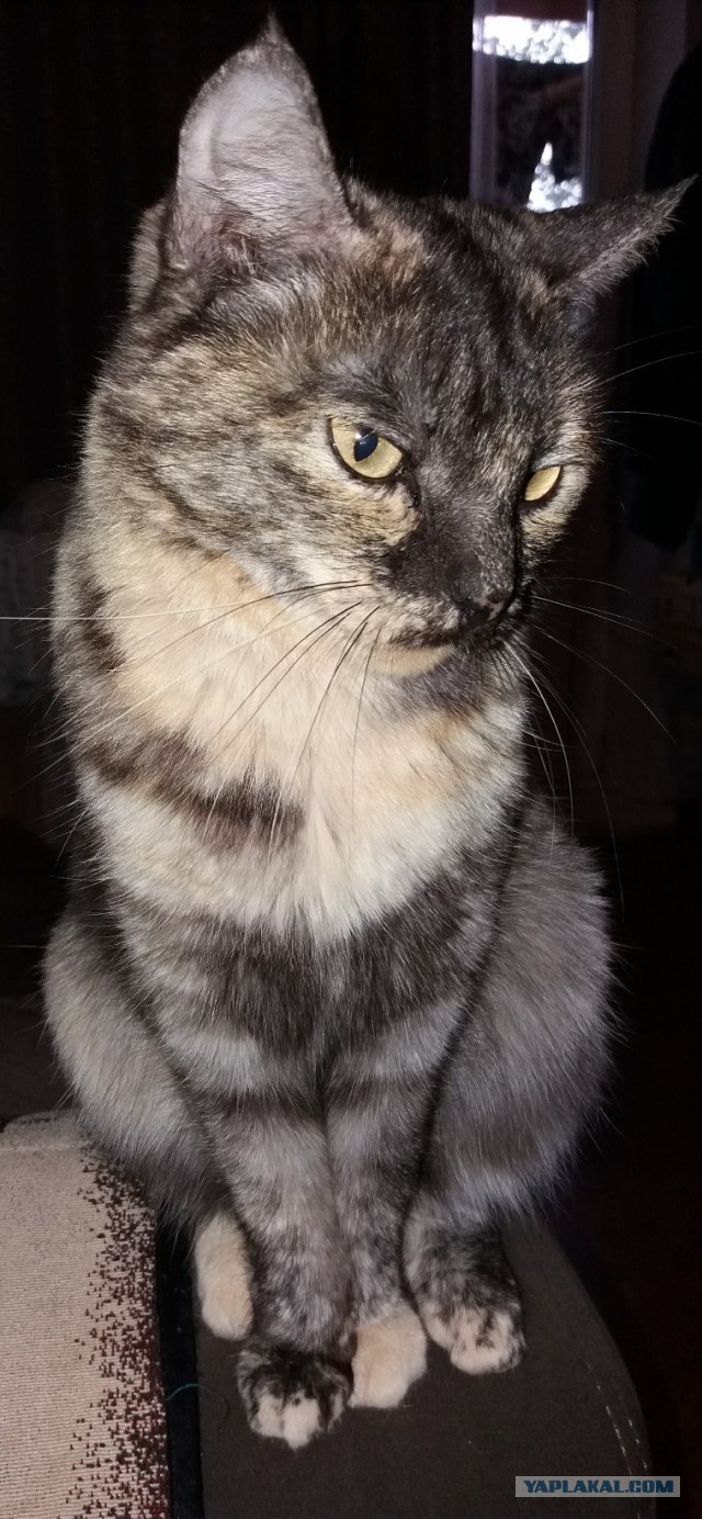 Котовторник!