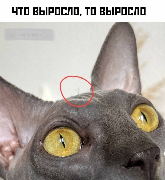 Котовторник в картинках