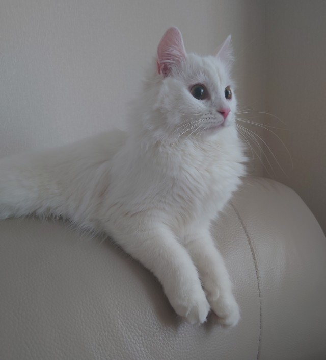 Котовторник, от мала до велика