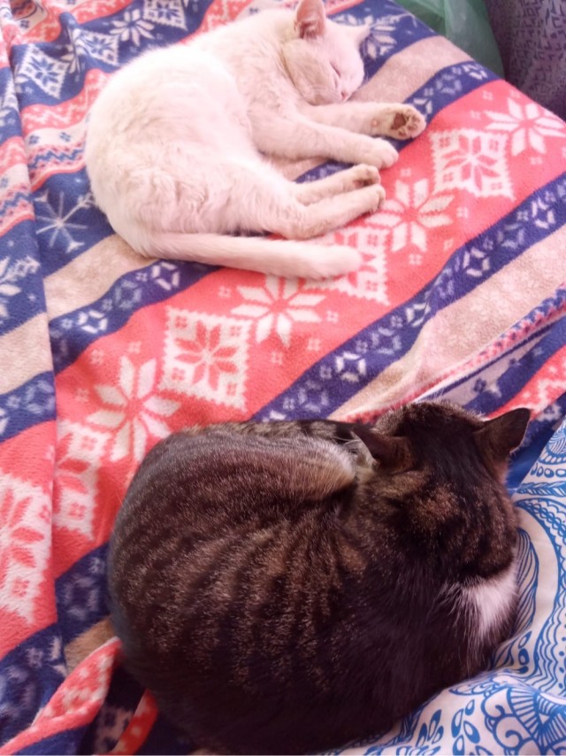 Слепоглухая кошка