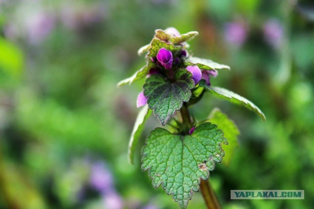 Немного летнего макро