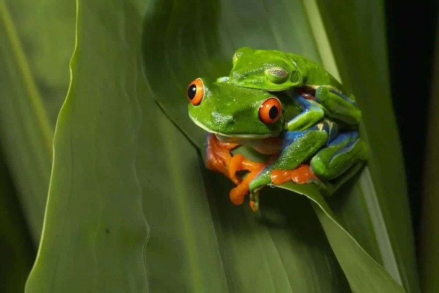 Самые забавные фото животных: опубликованы снимки конкурса The Nature Photography Contest 2024 в номинации «Юмор в природе»
