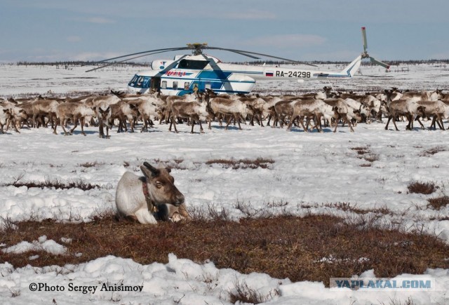 Красота! Лето на Ямале. Фото