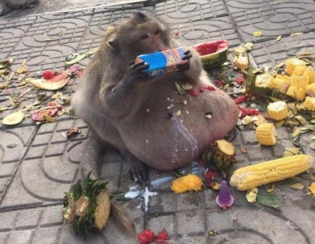 Ебейшей ебанины псто
