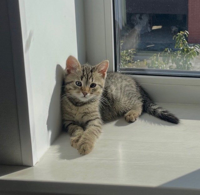 Чел купил модную лежанку для кота, а в итоге снял отзыв, который оказался лучше самого товара