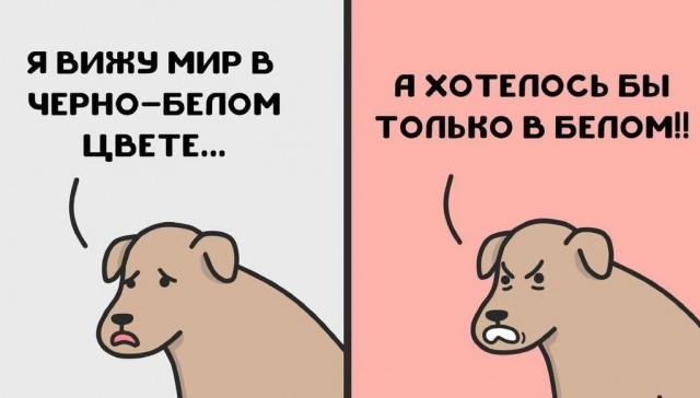 Служебная собака преследовала Ямаля и Мбаппе на церемонии 'Золотого мяча'