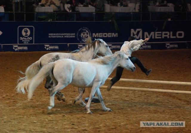 Скоро Год Лошади)))