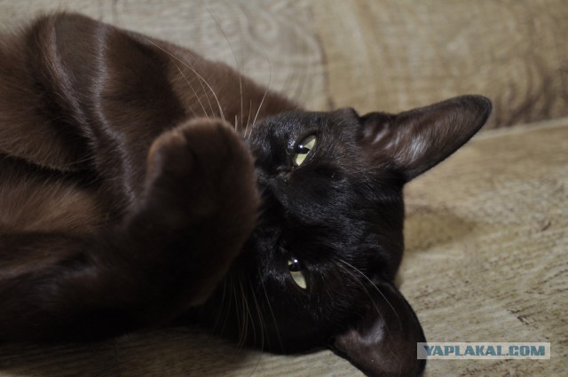 Котовторник 04.03.2014