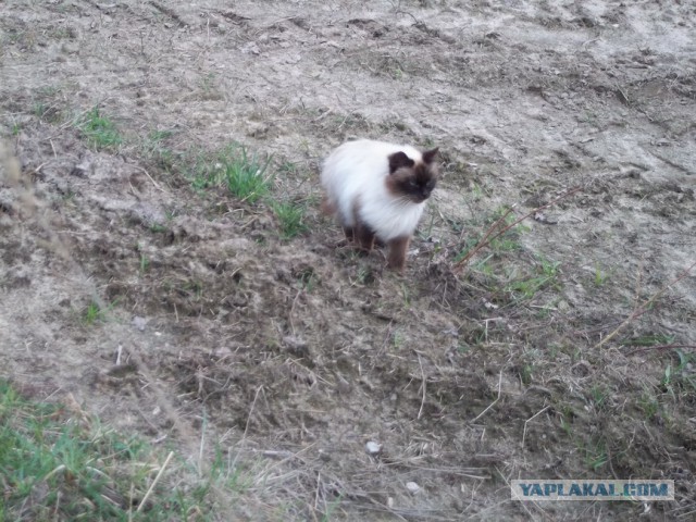 Жизнь домашнего приюта для котеек 4