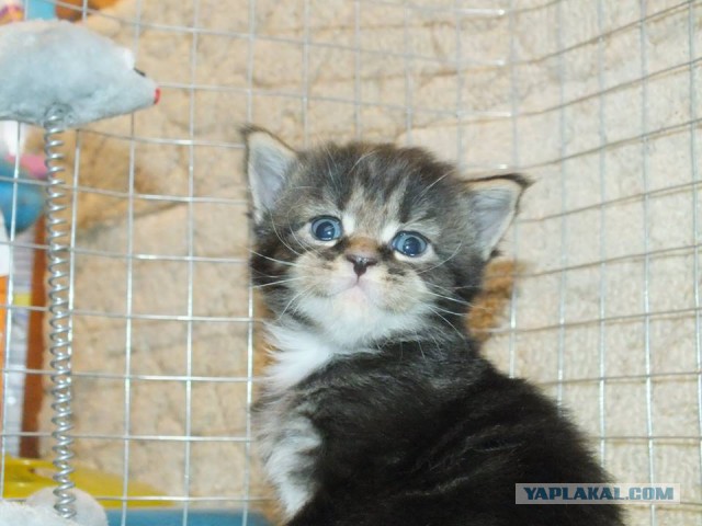 Котовторник  08.07.2014