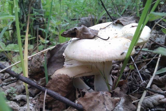 Просто выходные...