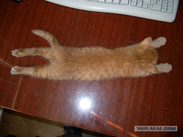 Хочу выкинуть кота