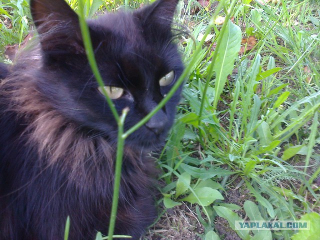 Котовторник 30.09.2014