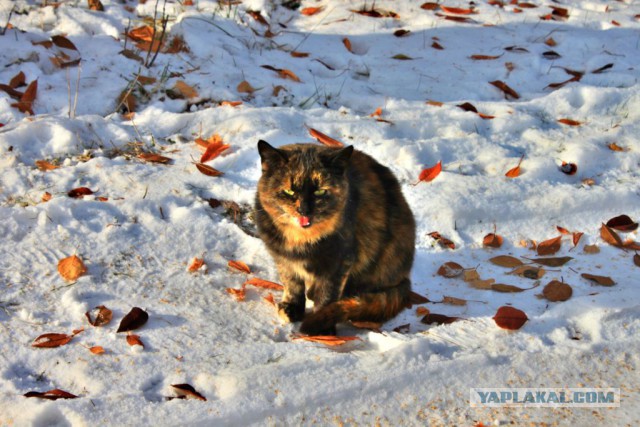 Котовторник 11.11.2014
