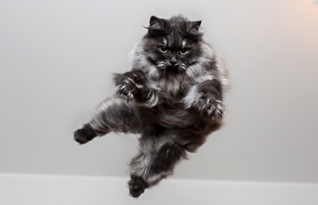 Прыгающие коты