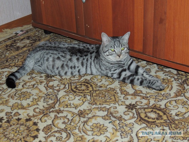 Котовторник