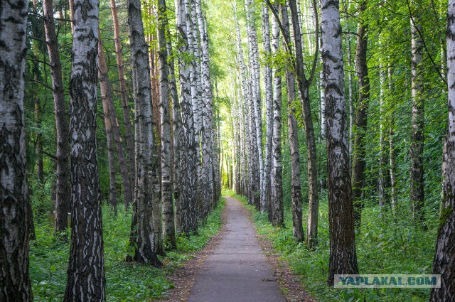 Самые красивые деревья в мире