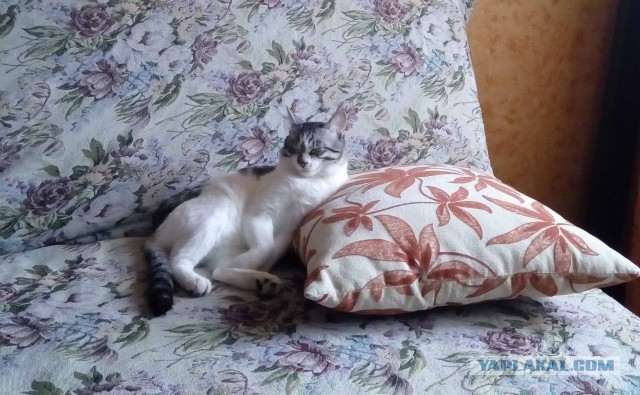Котовторник  21.07.2015
